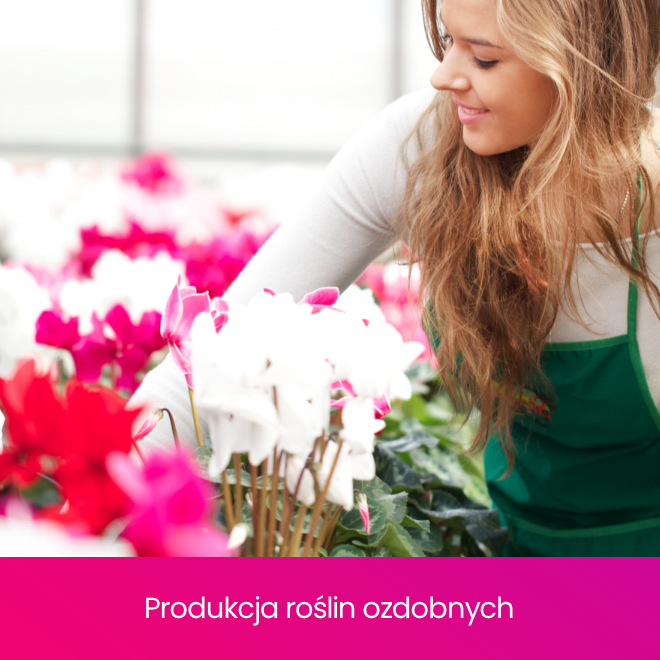 Producent - produkcja roślin ozdobnych